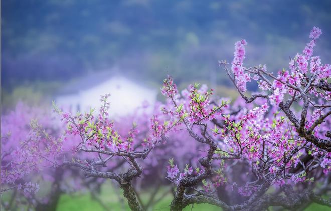 春風(fēng)解花語 疑是故人來